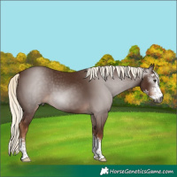Horse Color:Gray Chestnut Mushroom Sabino 