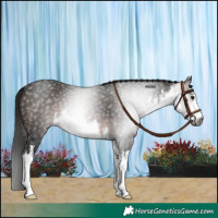 Horse Color:Gray White Spotted Bay 