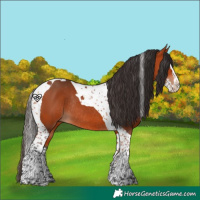 Horse Color:Bay Splash Tobiano Rabicano 