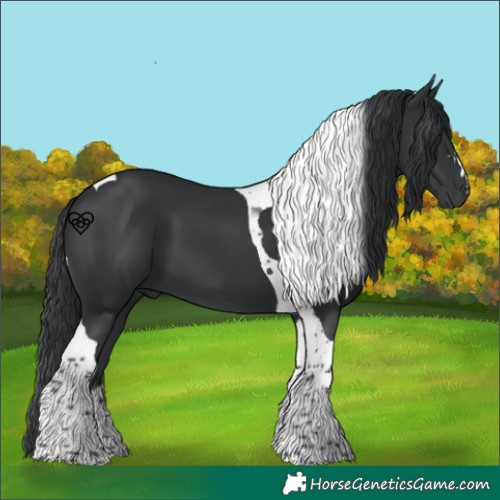 Horse Color:Black Tobiano