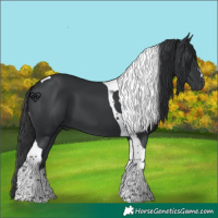 Horse Color:Black Tobiano 