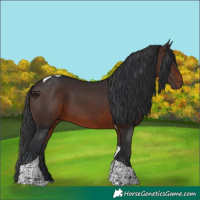 Horse Color:Brown Tobiano 