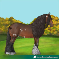 Horse Color:White Spotted Brown Tobiano 