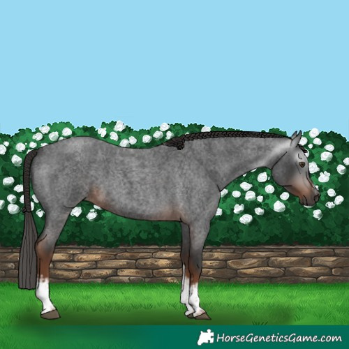 Horse Color:Gray White Spotted Liver Red Roan