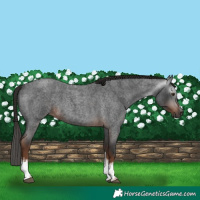 Horse Color:Gray White Spotted Liver Red Roan