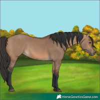 Horse Color:Bay Dun 