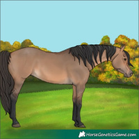 Horse Color:Bay Dun 