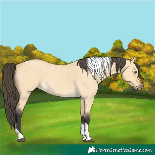 Horse Color:Buckskin Roan Dun Tobiano 