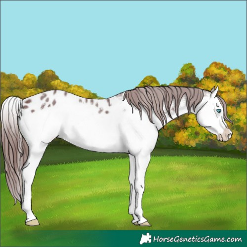Horse Color:White Spotted Chocolate Brown Splash Appaloosa 