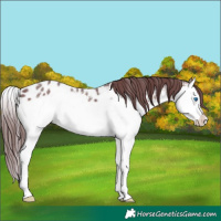 Horse Color:White Spotted Chocolate Brown Splash Appaloosa 