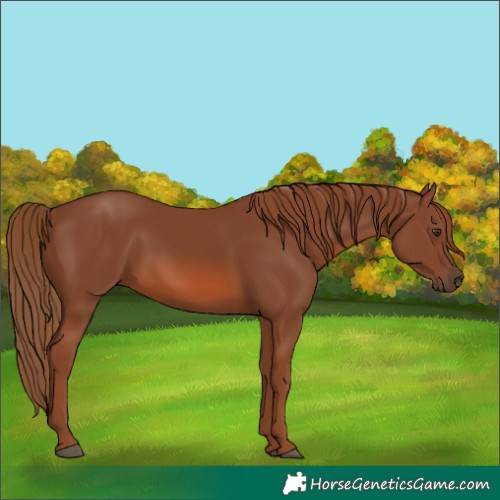 Horse Color:Chestnut 