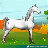 Horse Color:Gray White Spotted Liver Chestnut