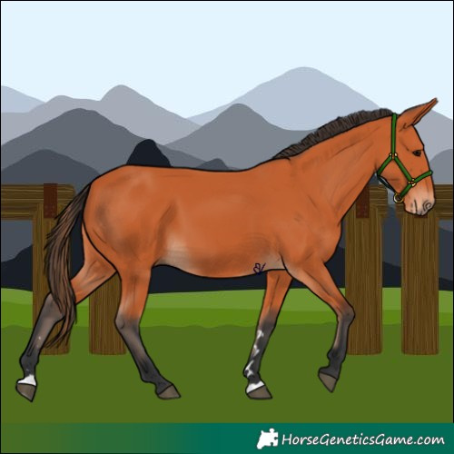 Horse Color:Bay 