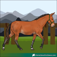 Horse Color:Bay 