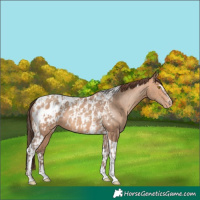 Horse Color:Amber Champagne Sabino Tobiano Appaloosa  and Amber Champagne Sabino Tobiano Appaloosa 