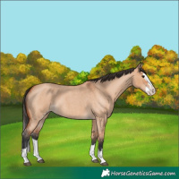 Horse Color:Unknown 