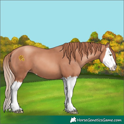 Horse Color:Gold Champagne Splash 