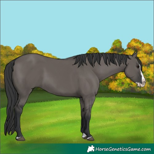 Horse Color:Grullo Splash 
