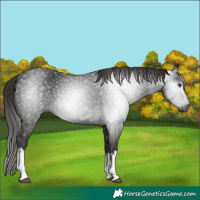 Horse Color:Gray White Spotted Liver Chestnut 