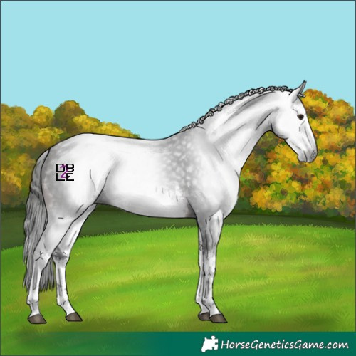 Horse Color:Gray White Spotted Bay 