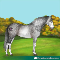 Horse Color:Gray White Spotted Bay