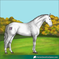 Horse Color:Gray White Spotted Bay
