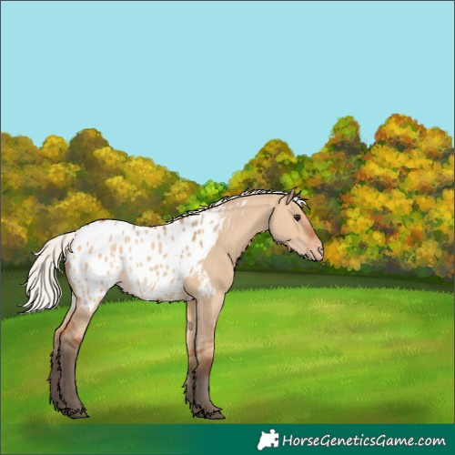 Horse Color:Silver Bay Dun Appaloosa 