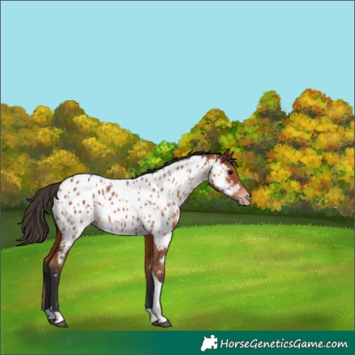 Horse Color:Bay Tobiano Appaloosa