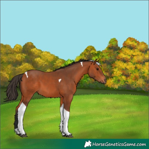 Horse Color:Bay Tobiano