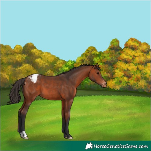 Horse Color:Bay Appaloosa