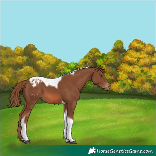 Horse Color:Chestnut Tobiano Appaloosa