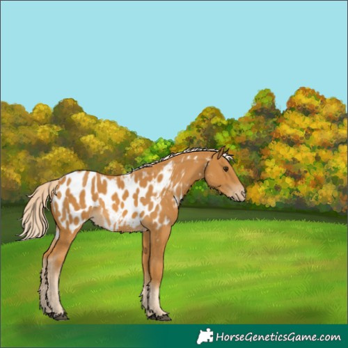 Horse Color:Palomino Appaloosa Rabicano 
