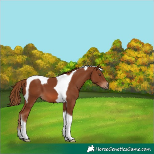 Horse Color:Chestnut Tobiano