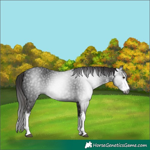 Horse Color:Gray White Spotted Liver Chestnut