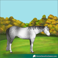 Horse Color:Gray White Spotted Liver Chestnut 