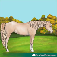 Horse Color:Gold Champagne Pearl Rabicano  and Gold Champagne Pearl Rabicano 