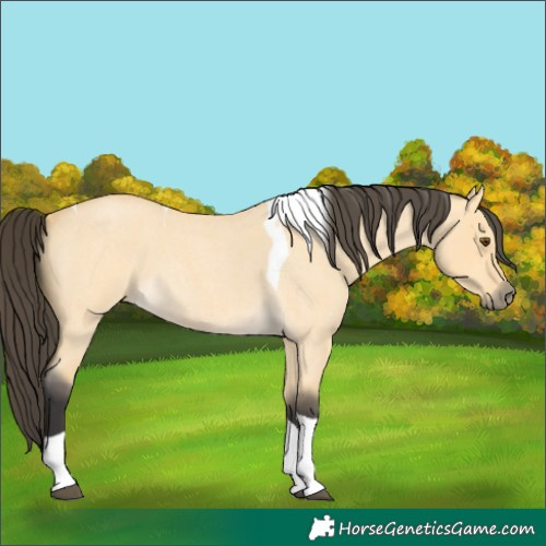 Horse Color:Buckskin Roan Dun Tobiano 