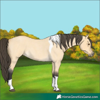 Horse Color:Buckskin Roan Dun Tobiano 