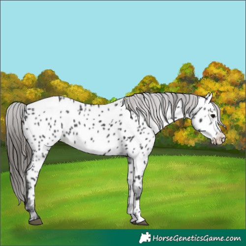 Horse Color:Black Near Leopard Rabicano 