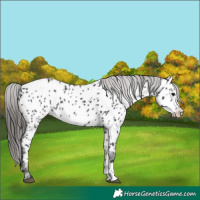 Horse Color:Black Appaloosa Rabicano 