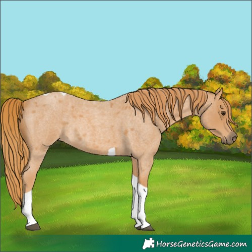 Horse Color:Red Roan Tobiano Rabicano