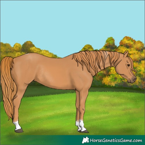 Horse Color:Chestnut Tobiano Rabicano