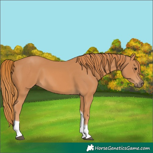Horse Color:Chestnut Tobiano Rabicano