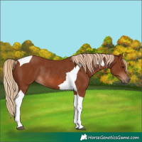 Horse Color:Chestnut Tobiano Rabicano 