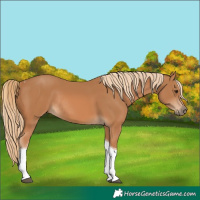 Horse Color:Chestnut Tobiano Rabicano