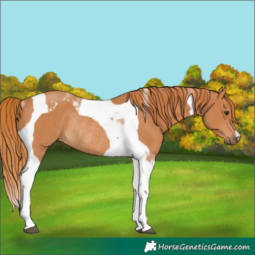 Horse Color:Chestnut Tobiano Rabicano