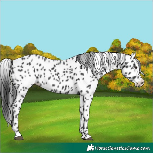 Horse Color:Black Leopard Rabicano