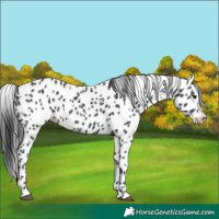 Horse Color:Black Appaloosa Rabicano 
