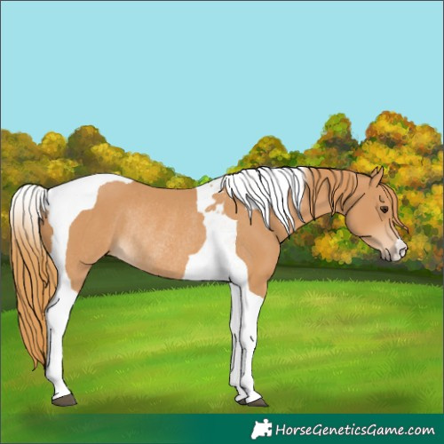 Horse Color:Chestnut Tobiano Rabicano