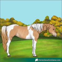 Horse Color:Chestnut Tobiano Rabicano 